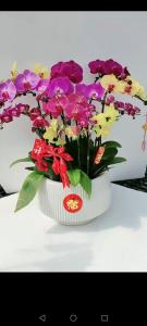 客廳擺什么花卉比較適合 最好招財的有什么