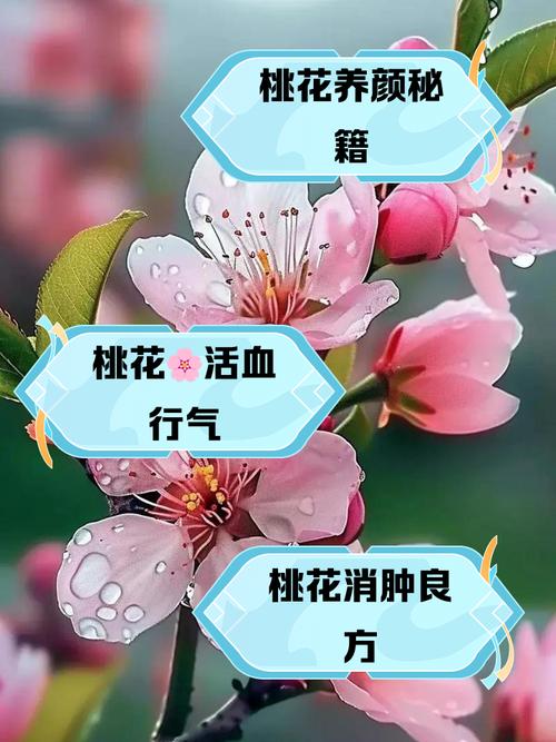 催桃花的小妙招 鮮花帶來(lái)愛(ài)情