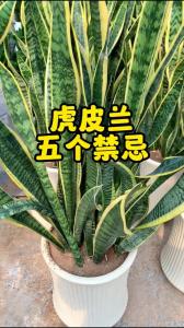 養虎皮蘭的風水對結婚好嗎 保證婚姻順利發展