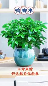 家里最旺財(cái)?shù)氖N植物 適合家里擺放的招財(cái)植物