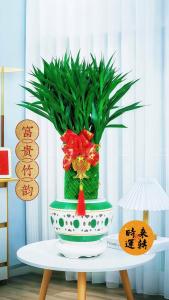 店鋪門口擺放什么植物招財 富貴竹怎么水養(yǎng)才旺盛