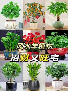 店鋪里放什么植物聚財 做生意養(yǎng)什么花最招財