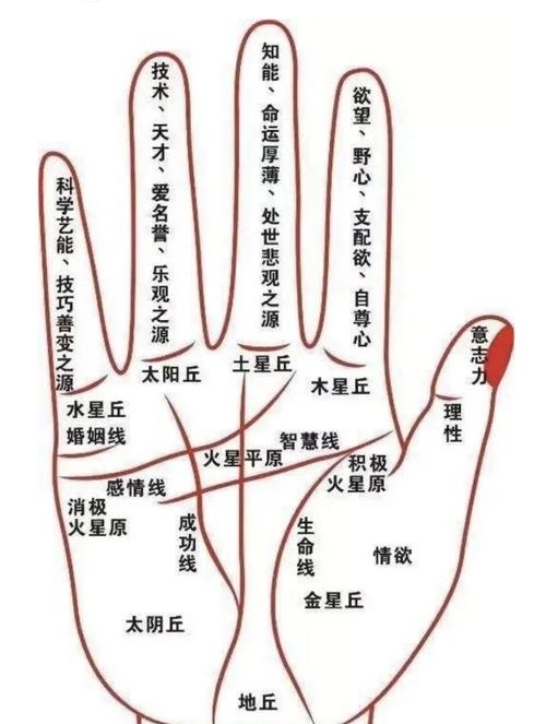 手掌紋怎么看手相圖解女 智慧線事業線生命線圖解
