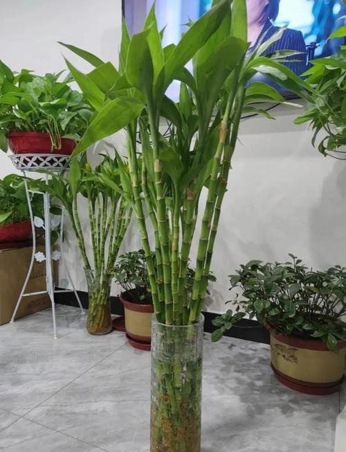 這些風(fēng)水植物可幫你招桃花