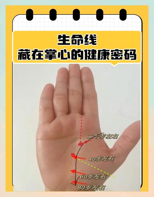 生命線如果很短的話會有什么影響