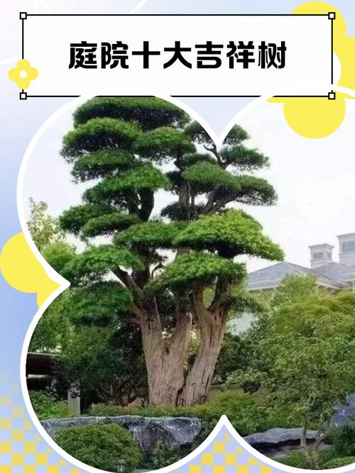 住宅外面什么樣的樹木是吉利的